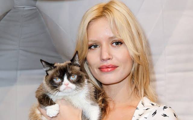 Health fears grow over fashionable 'grumpy' flat-faced cats