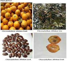 Image result for Chrysophyllum