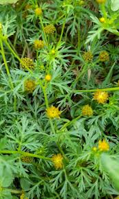 Image result for Chrysanthellum indicum