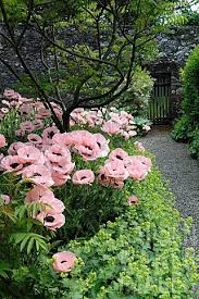 Gardens A Gorgeous Flower Bordered Garden Path Papaver Orientale Turkischer Mohn Frauenmantel Alchemilla Perennia Garten Pflanzen Blumen Anbauen Garten