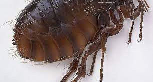 Lake norman pest control is your best choice when it comes to pest control. Fleas Pest Control Canada
