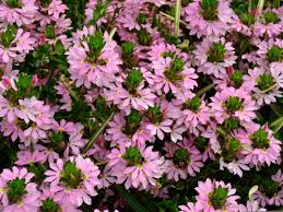 Image result for Scaevola