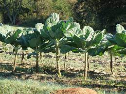 Planting these spicy greens is an excellent addition to your healthy diet because of its nutritional contents and benefits. How To Grow Collard Greens Learn More About The Collard Plant