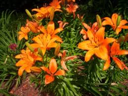 We did not find results for: How To Grow Asiatic Lilies Dengarden