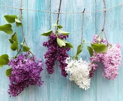 Flieder Pflanzen Schneiden Und Vermehren Moderne Ideen Flieder Pflanzen Lila Pflanzen Pflanzen