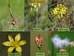 Image result for Eriospermum seineri