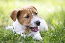 Would you like to know how to translate cachorro to other languages? Conheca Alguns Habitos Importantes Para Manter Seu Cachorro Saudavel Folha Pe