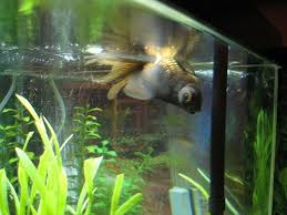 All About Aquarium Fish Goldfish Flipover Disease Swim Bladder Disorder