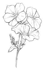 Pin By Alison Mcmillan On Flori Flower Sketches Flower Drawing Flower Sketch Pencil