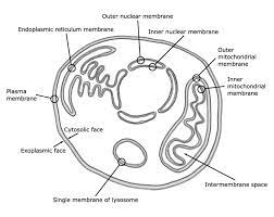 Check spelling or type a new query. 1 Schematic Picture Of Animal Cell Membranes The Plasma Membrane And Download Scientific Diagram