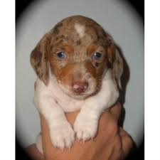 Join millions of people using oodle to find puppies for adoption, dog and puppy listings, and other pets for sale i have longhair american kc registered miniature dachshund left from my litter of. 55 Dachshund Puppies For Sale Indiana L2sanpiero