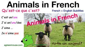 Spell and check your pronunciation of hamster. As Tu Un Animal Torriano School