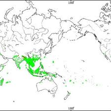 Image result for Aphanocalyx richardsiae