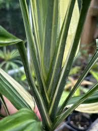 Image result for Dracaena aubryana