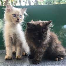 Karena kucing persia himalaya juga mempunyai bulu yang menawan,cantik,indah,unik dan memiliki wajah yang imut belum lagi ditambah dengan tubuh kucing. Kucing Himalaya Hitam