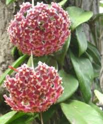 Jual tanaman hias online tanaman hias adalah tanaman yang mencakup semua. Jual Tanaman Gantung Bibitbunga Com