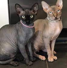 Arnoarno / via creative commons. Katie Price Slammed By Fans As Irresponsible And Greedy For Selling Her Hairless Cats On Social Media For 2 600