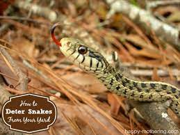 How To Deter Snakes From Your Yard Healthy Garden Yard Snake
