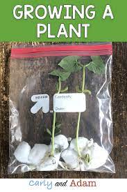 Grow A Plant In Your Classroom Plant Activity Students Place Seeds In A Self Contained Ecosystem And Stem Activities Plant Activities Observational Learning
