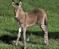 Maybe you would like to learn more about one of these? Half A Donkey Half A Zebra Barmait