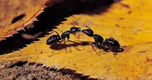 This is the story you will read on the internet about how cornmeal purportedly kills ants: Diy Ant Traps To Keep Your Home Bug Free This Summer