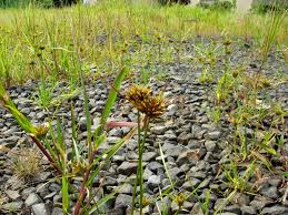 Image result for Pycreus chrysanthus