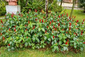 Image result for Costus
