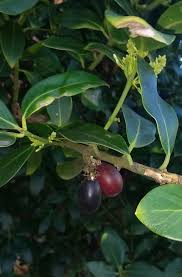 Image result for Ceropegia namuliensis