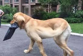 Maybe you would like to learn more about one of these? é»ƒé‡'çµçŠ¬å–å¿«éžé‡åˆ°äº†å¥¹å°±æµéœ²æœ¬æ€§