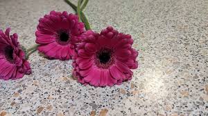 Image result for Gerbera viridifolia