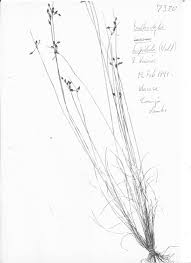 Image result for Bulbostylis hispidula