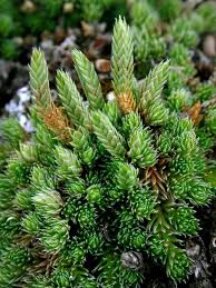 Image result for Selaginella afrorum