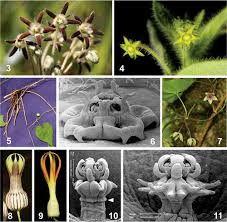 Image result for Riocreuxia torulosa