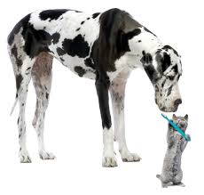 The section serves as a benchmark and the dollar amounts for the categories listed should not be added to report total spending in the prior 12 months. Dog And Cat Dental Care Is As Important As Your Own Essential Veterinarian In Houston Tx Neartown Animal Clinic