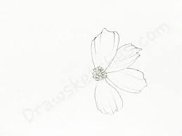 Maybe you would like to learn more about one of these? How To Draw Cosmos Introduction Cosmos Flower Exists In By Amanda Palmer Medium