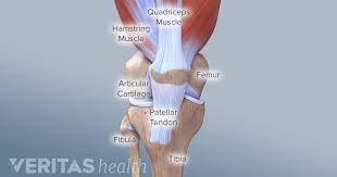 General functions of muscular system: Knee Anatomy