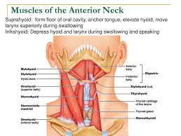 Learn this topic fast with head and neck muscle anatomy reference charts. Head Neck Shoulder Back Muscles Ppt Download