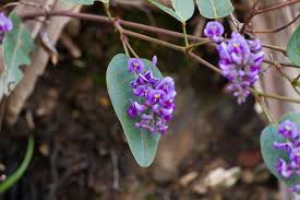 Most of the australian native bees are known for buzz pollination, where pollen is collected by shaking the flower. How To Make Your Garden Native Bee Friendly Csiroscope