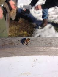 Check spelling or type a new query. 19 Winterizing Your Beepod To Save Bees Ideas Hive Stand Cold Winter Hives