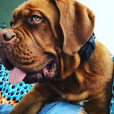 Maybe you would like to learn more about one of these? Messi Dog Jersey Promotions