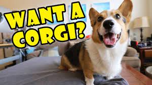 Pembroke welsh corgis have been the preferred breed of the british royal family for over 70 years, as queen elizabeth ii herself has owned over 30 pembroke welsh corgis during her reign as queen. Want A Corgi Puppy Things To Know Extra After College Youtube