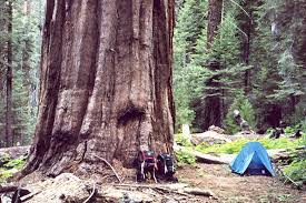 We did not find results for: Redwood Canyon Kings Canyon Np Canyoneering Summitpost