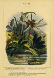 The Butterfly Vivarium Or Insect Home Being An Account Of A New Method Of Observing The Curious Metamorphoses Of S In 2020 Natural History Illustration Dragon Wings