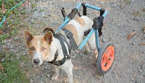 There's no debating that it looks you can also tie a bit of string to the front of the chair and pull him forward manually. Diy Dog Wheelchair How To Make A Wheelchair For Dogs By Yourself