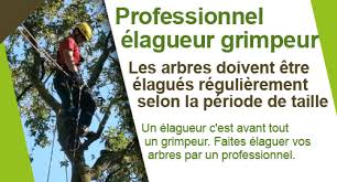 Maybe you would like to learn more about one of these? Comment Elaguer Un Arbre Haut Professionnel Elagueur Grimpeur