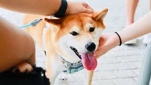 Dogecoin werd in 2013 opgericht door programmeur billy markus en adobe systems marketeer dogecoin heeft bekendheid verworven als een instrument voor fondsenwerving, en heeft fondsen. Doge Hype Wat Is Dogecoin En Waarom Schiet Het Door Het Dak Tech