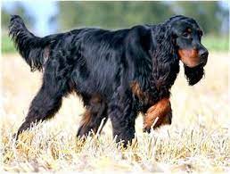 Breed Of The Week Gordon Setter Setter Puppies Gordon Setter Dog Breeds