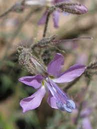 We did not find results for: Wildflowers Of The Southern Rocky Mountains Blue Purple Single Flowers