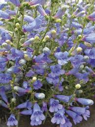 Growing various perennials means that your zone. Penstemon Electric Blue Bluestone Perennials Flowers Perennials Blue Plants Perennials