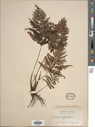 Image result for Abrodictyum rigidum